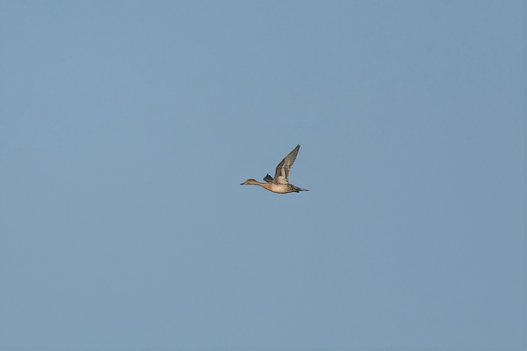 Northern Pintail — Ana fotoğraf